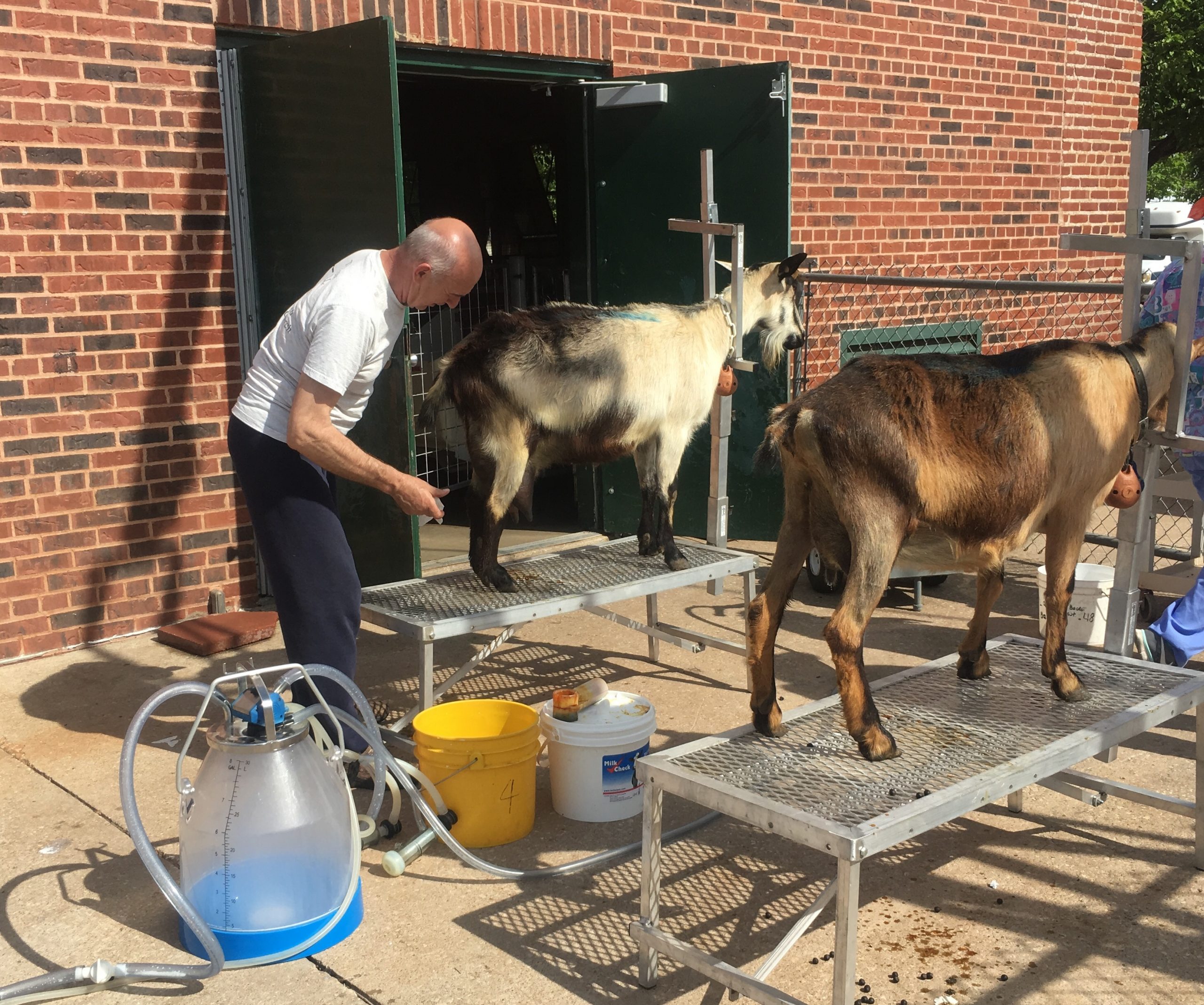 Milking-Goats-At-Langston