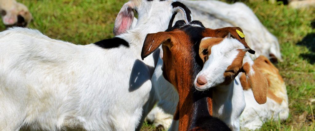 goats-loving-each-other